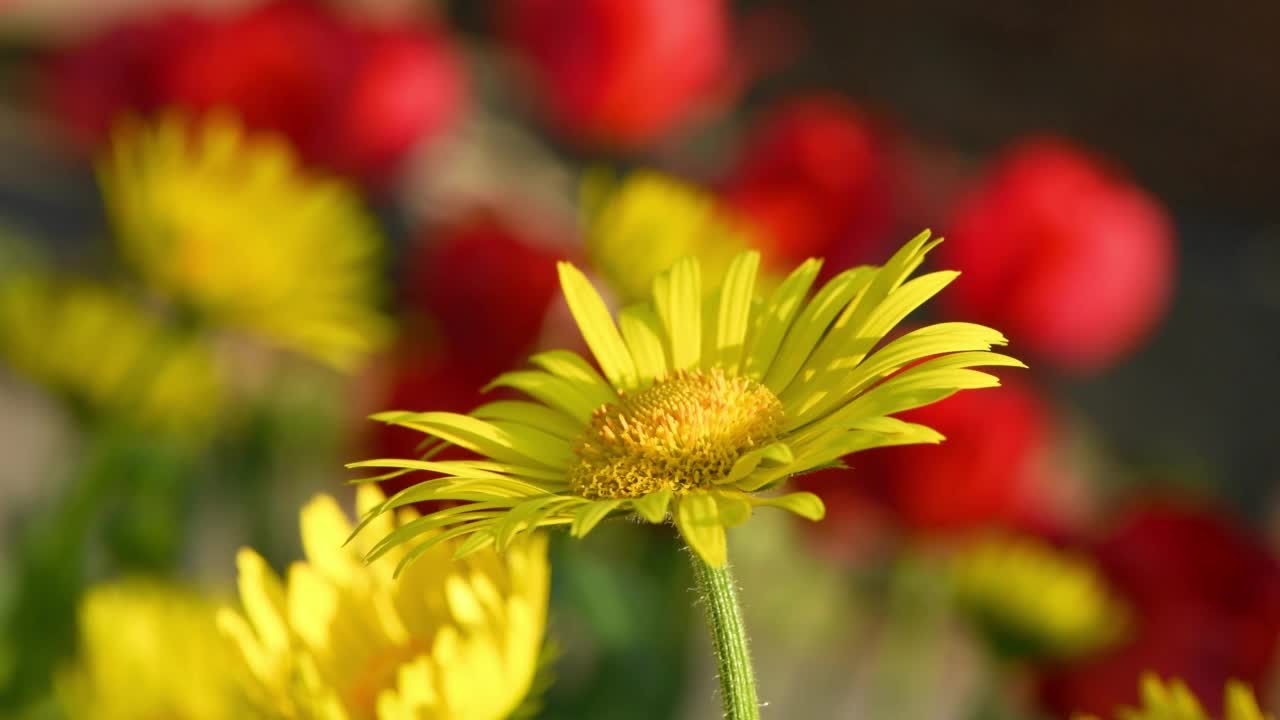 黄色的雏菊在风中摇曳。Spring背景视频。侧视图。视频素材