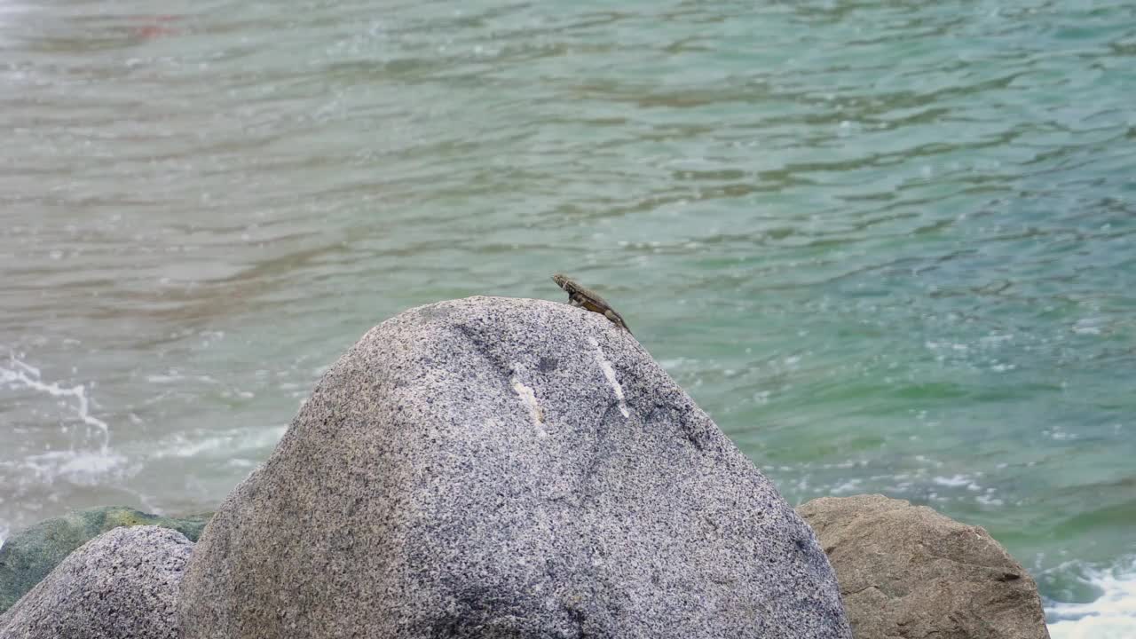 一个蜥蜴在岩石顶端休息的特写，背景是海滩上的大海，以及白天海浪与沙子一起撞击海岸的4k视频素材