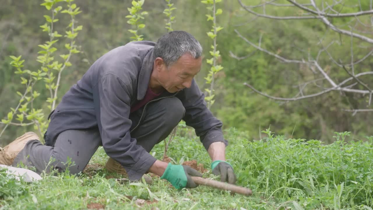 人们正在收割苜蓿视频素材