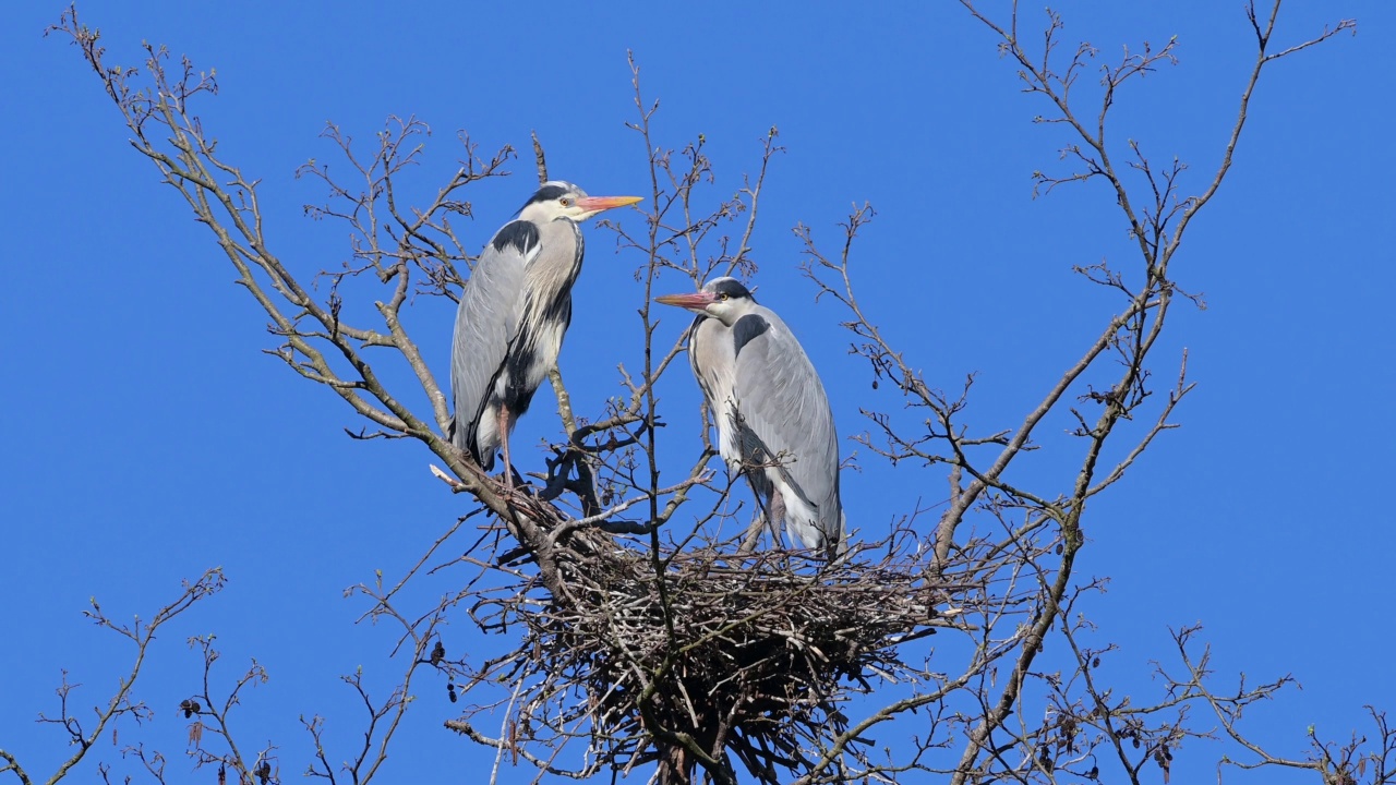 苍鹭(Ardea cinerea)，一对在巢上视频素材