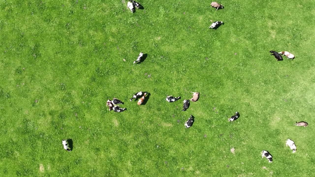 巴伐利亚牧场上奶牛的无人机视频视频素材画面1