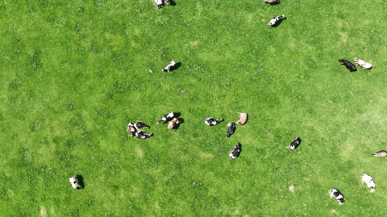 巴伐利亚牧场上奶牛的无人机视频视频素材画面2