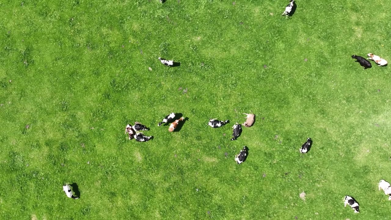 巴伐利亚牧场上奶牛的无人机视频视频素材画面3