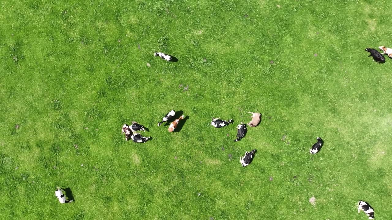 巴伐利亚牧场上奶牛的无人机视频视频素材画面4