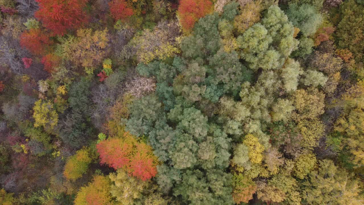 俯视秋天的森林，空中拍摄秋天的森林。无人机飞过松树和黄色的树梢。缩小和旋转彩色纹理的自然。飞越森林，自然背景运动。视频素材