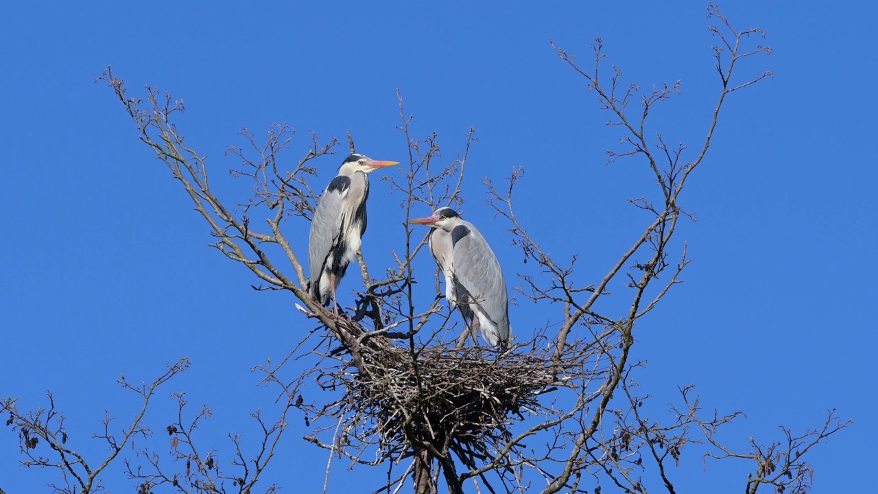 苍鹭(Ardea cinerea)，一对在巢上视频素材