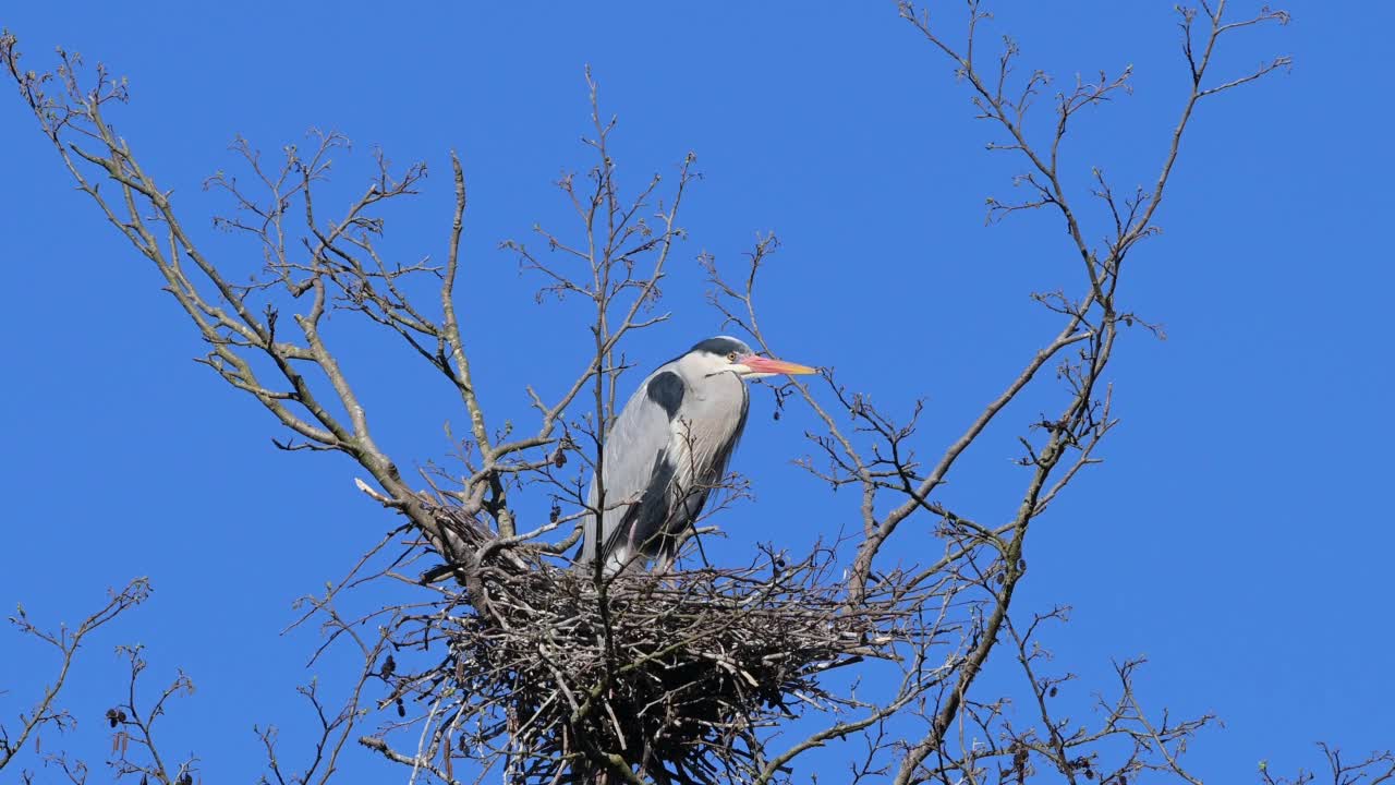 苍鹭(Ardea cinerea)筑巢视频素材