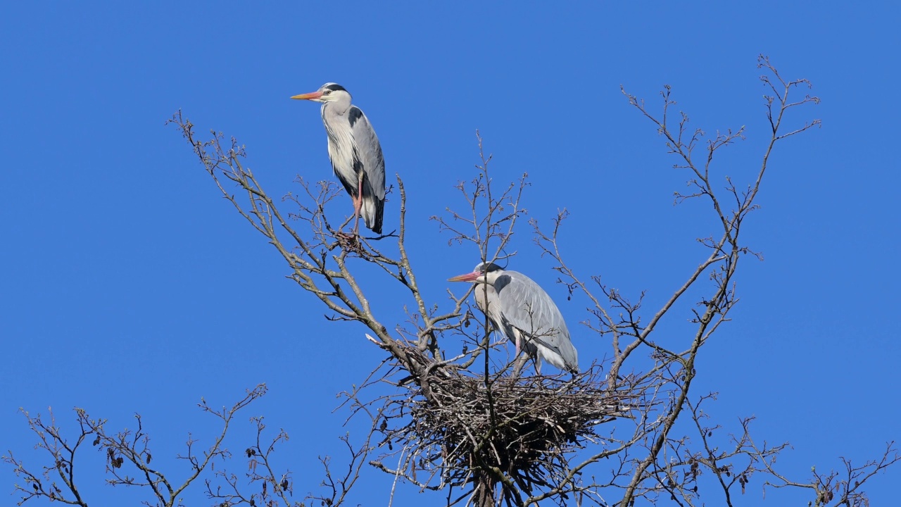 苍鹭(Ardea cinerea)，一对在巢上视频素材