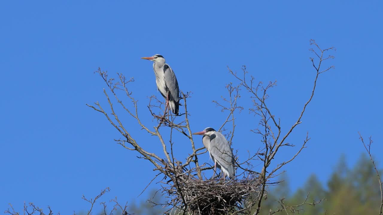 苍鹭(Ardea cinerea)，一对在巢上视频素材