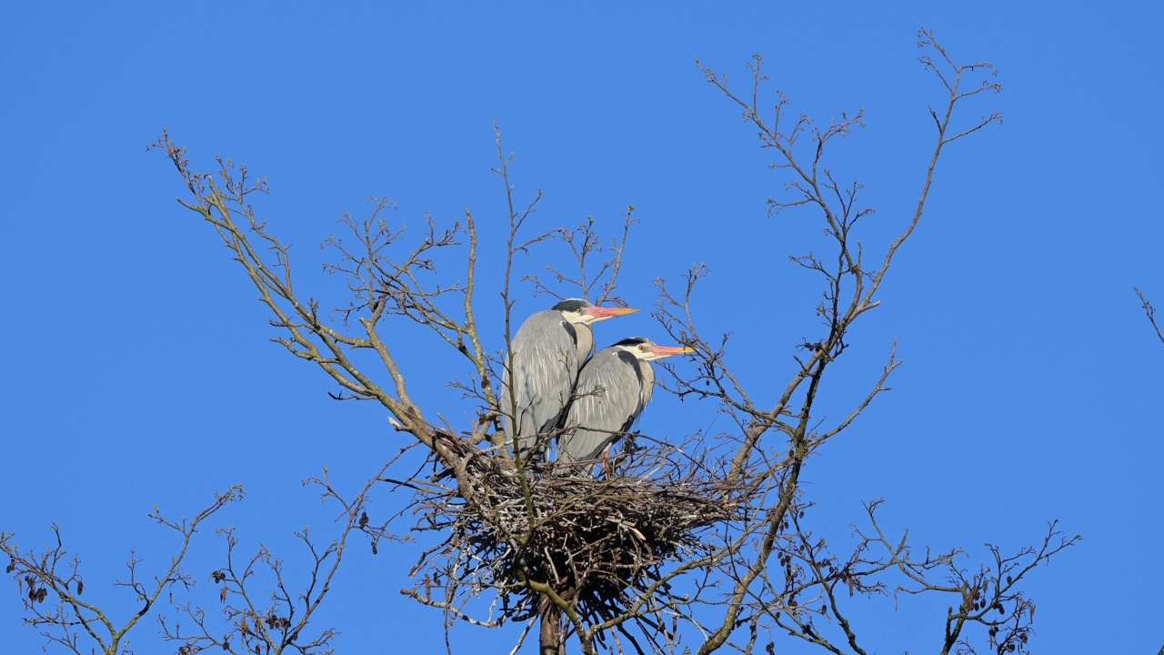 苍鹭(Ardea cinerea)，一对在巢上视频素材