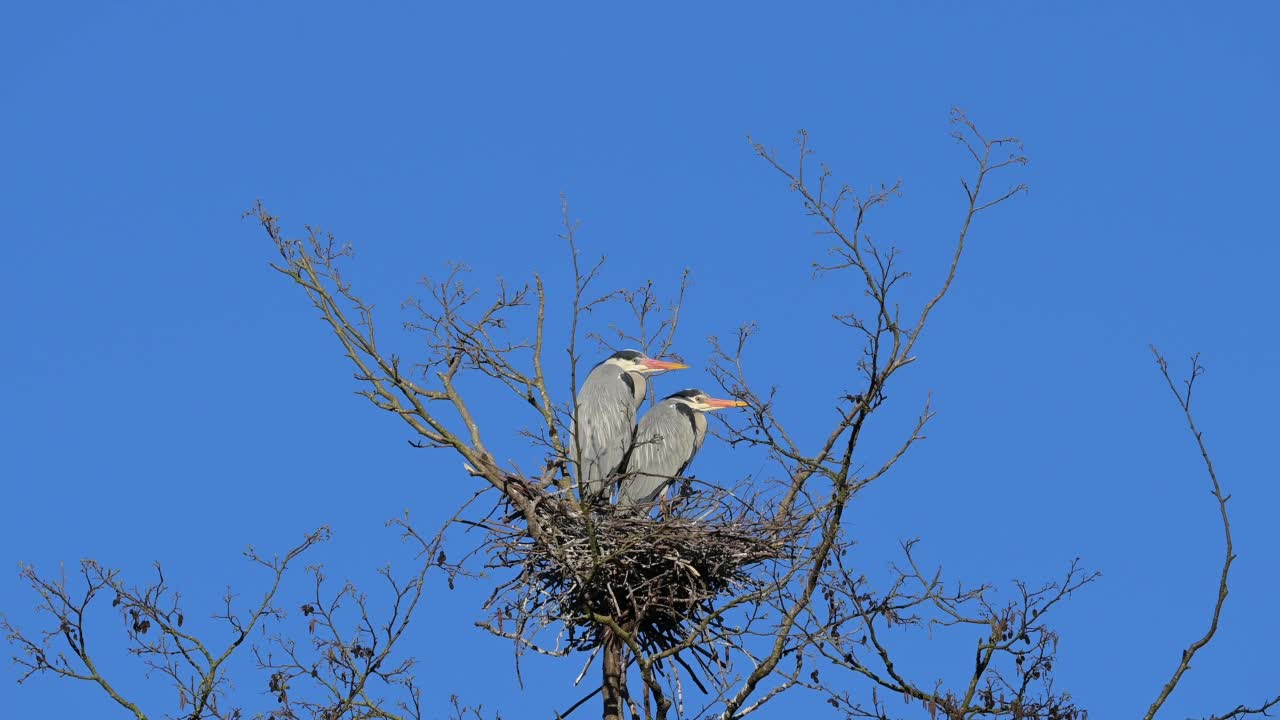 苍鹭(Ardea cinerea)，一对在巢上视频素材