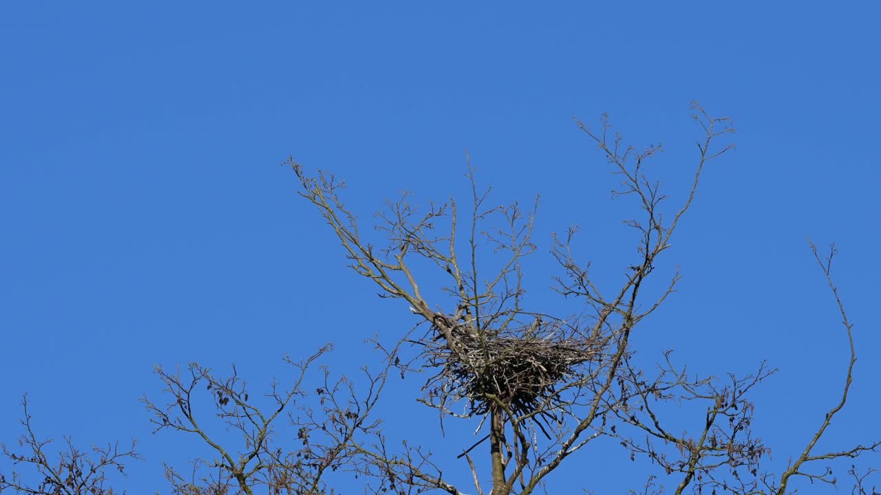 苍鹭(Ardea cinerea)，飞向鸟巢视频素材