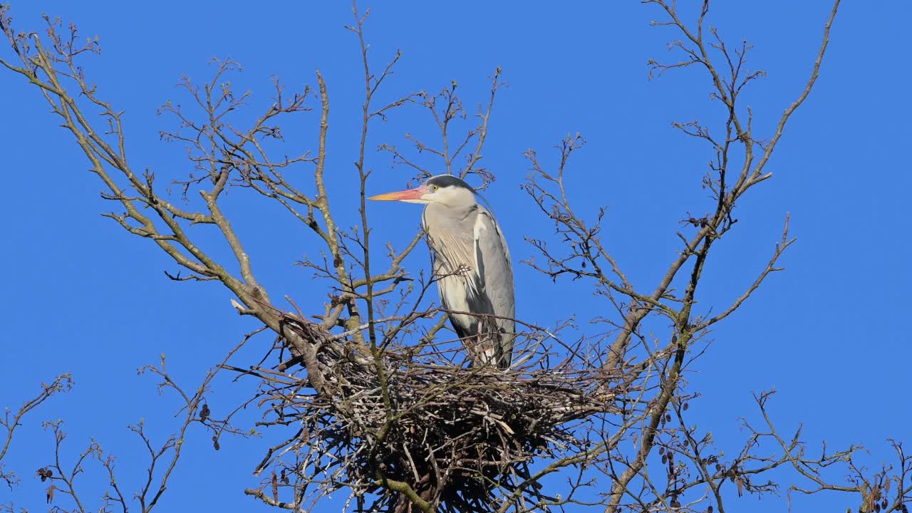 苍鹭(Ardea cinerea)筑巢视频素材