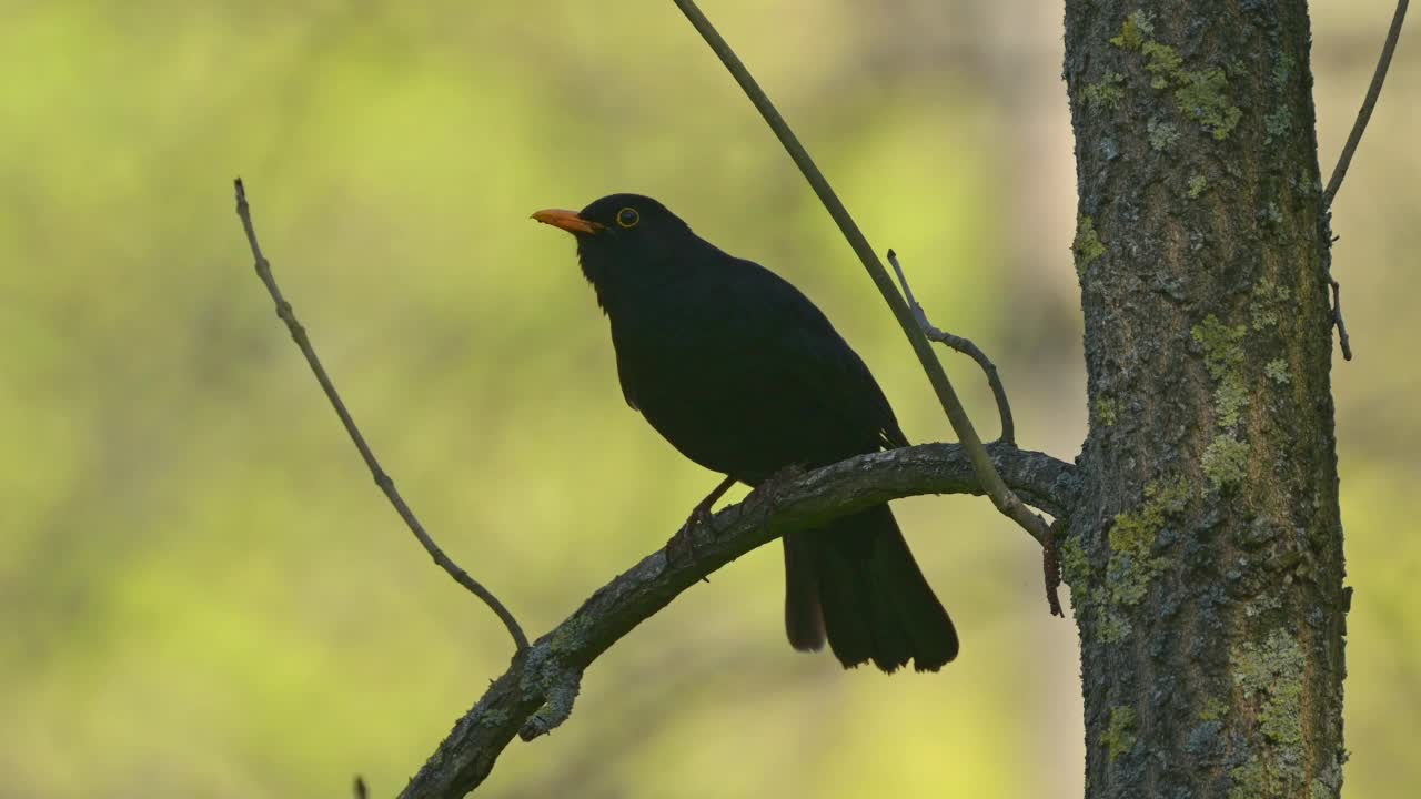 黑鸟（Turdus merula）视频素材