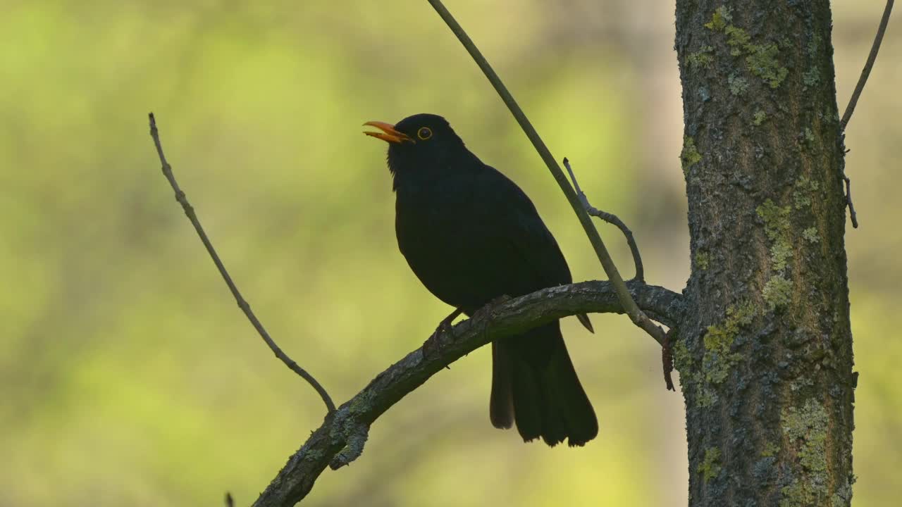 黑鸟（Turdus merula）视频素材