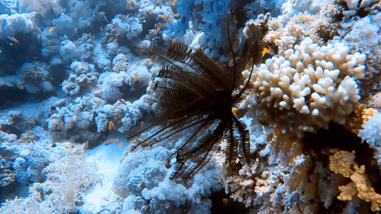 埃及红海中的羽毛星(海百合科)的4k镜头视频素材