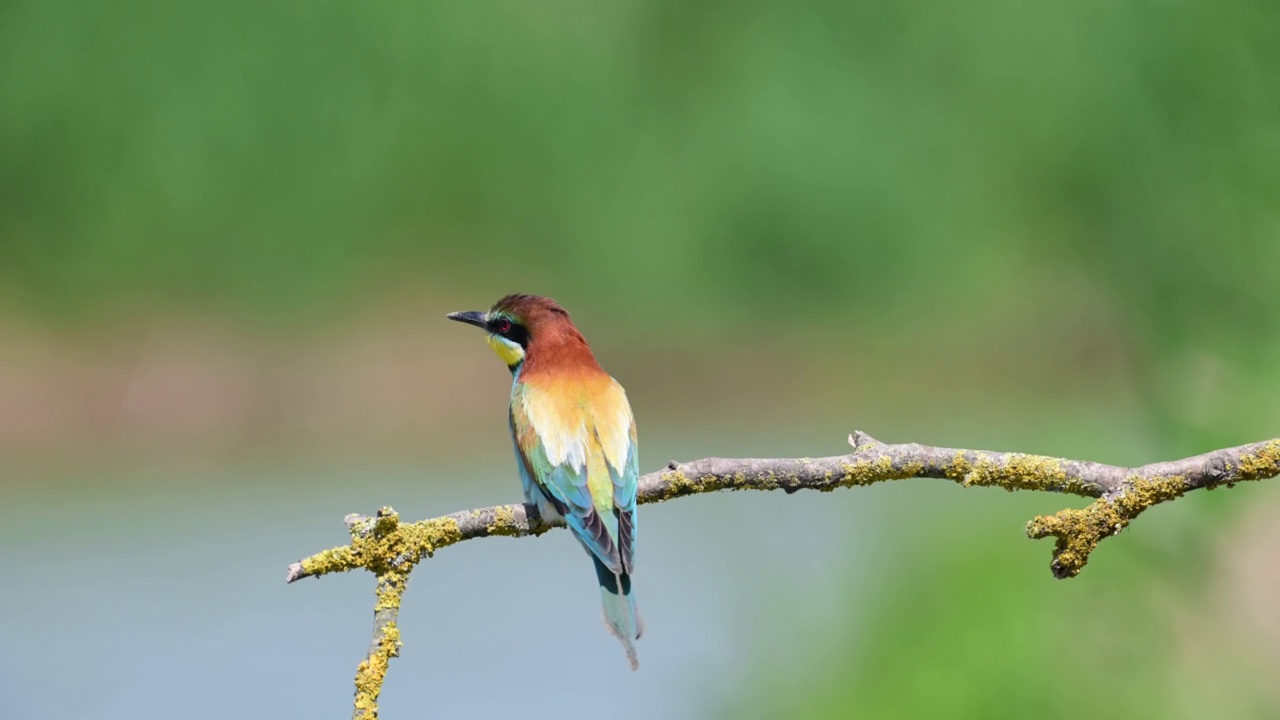 欧洲食蜂鸟(Merops apiaster)视频素材