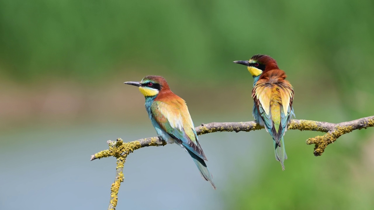 欧洲蜂虎(Merops apiaster)视频素材