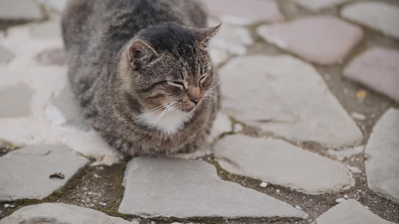 一只困倦的、无家可归的灰棕色猫，被弄皱了，躺在外面的鹅卵石上。视频素材