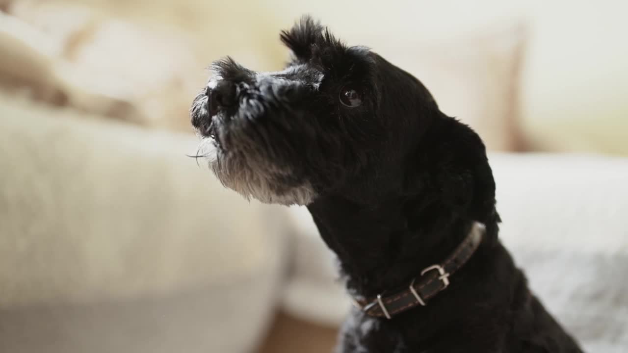 黑色的迷你雪纳瑞犬舔舔嘴唇，露出牙齿，转动嘴巴。视频素材