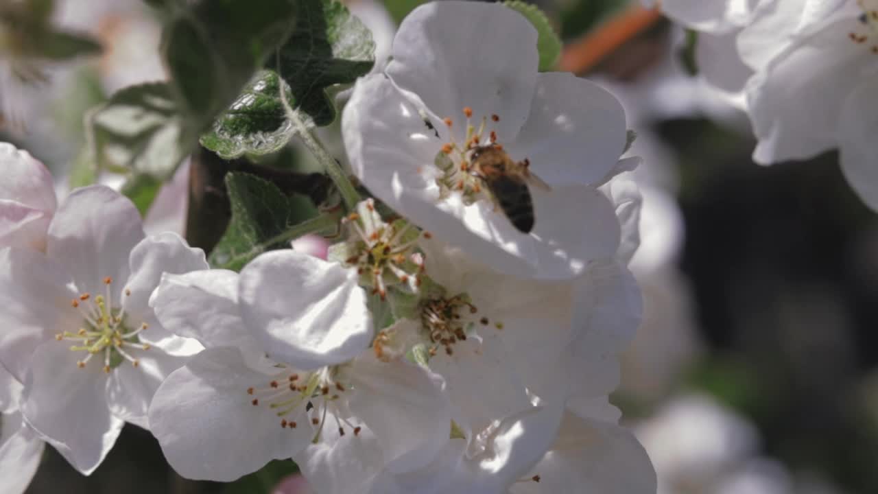 蜜蜂在花上采集花粉，昆虫在盛开的苹果树上采集花蜜视频素材