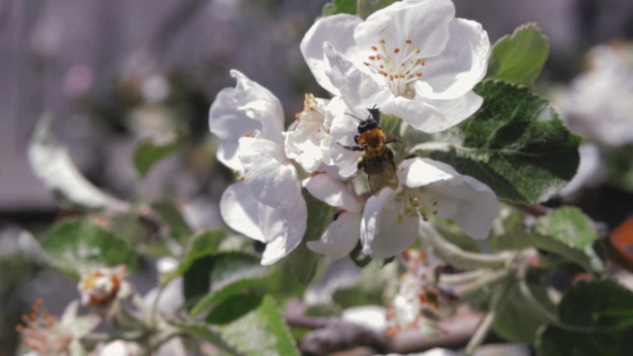 蜜蜂在花上采集花粉，昆虫在盛开的苹果树上采集花蜜视频素材