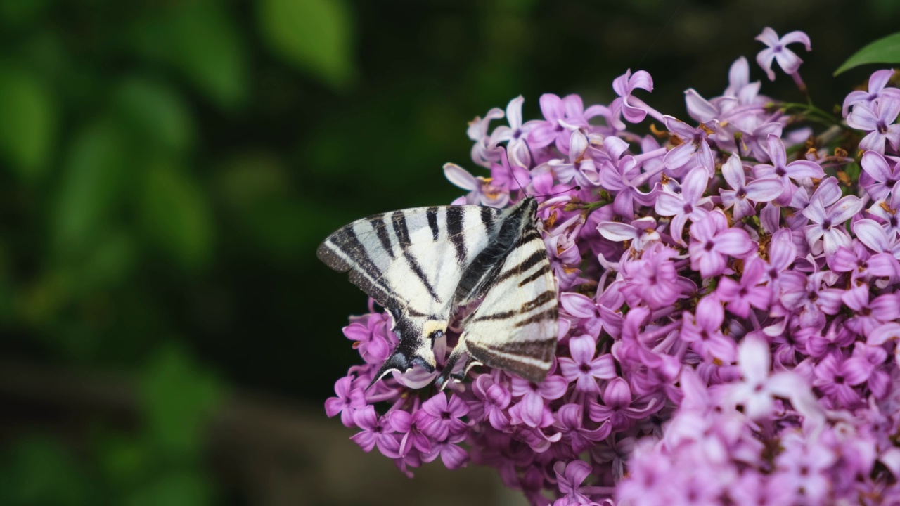 蝴蝶Iphiclides podalirius。视频素材