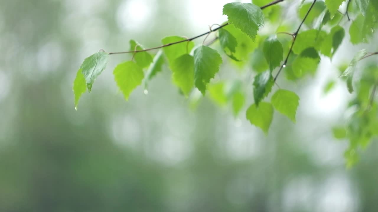 雨中从绿叶上滴下来的雨滴。雨水落在绿色植物上。夏天的天气。天然的情绪背景。冥想,放松。大雨淋浴。视频素材