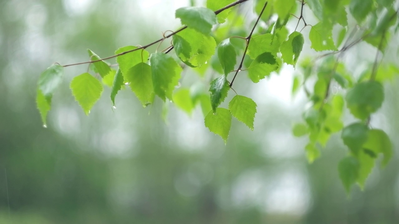 雨中从绿叶上滴下来的雨滴。雨水落在绿色植物上。夏天的天气。天然的情绪背景。冥想,放松。大雨淋浴。视频素材