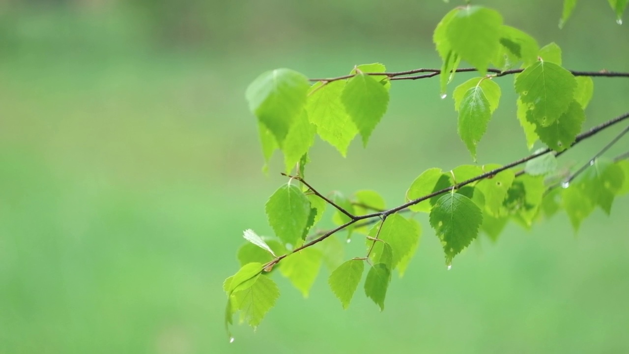 雨中从绿叶上滴下来的雨滴。雨水落在绿色植物上。夏天的天气。天然的情绪背景。冥想,放松。大雨淋浴。视频素材