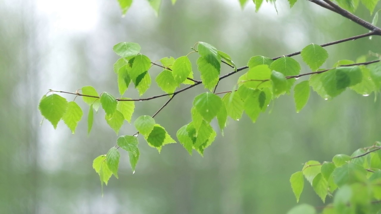 雨中从绿叶上滴下来的雨滴。雨水落在绿色植物上。夏天的天气。天然的情绪背景。冥想,放松。大雨淋浴。视频素材