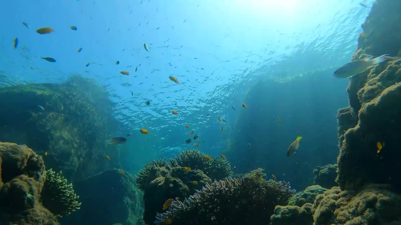 ี壮观的珊瑚花园的水下海景在热带清澈的海水与一群鱼宝宝视频素材