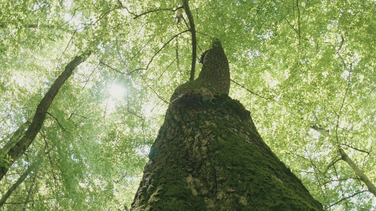 树苔藓树干在森林视频素材