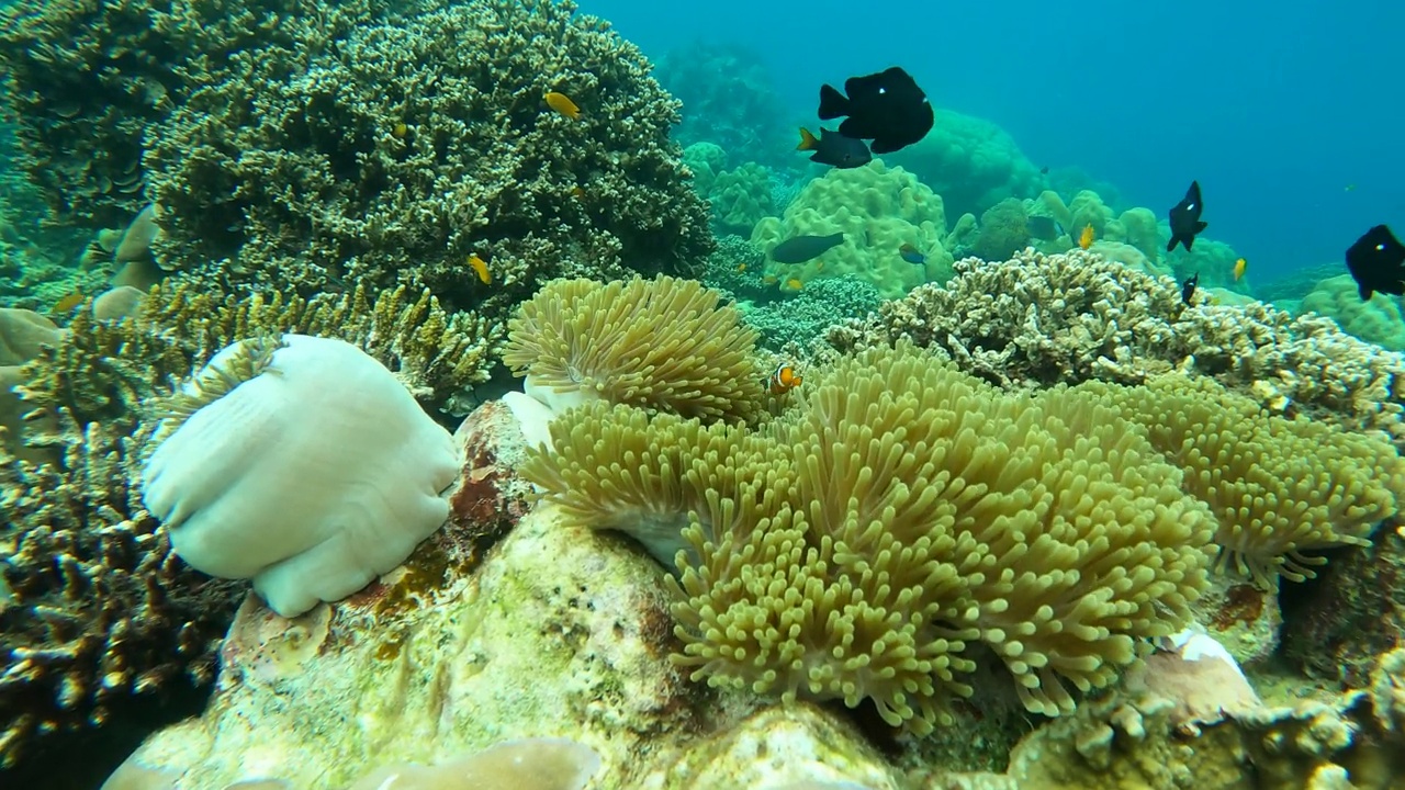 海葵珊瑚花园的水下海景视频素材