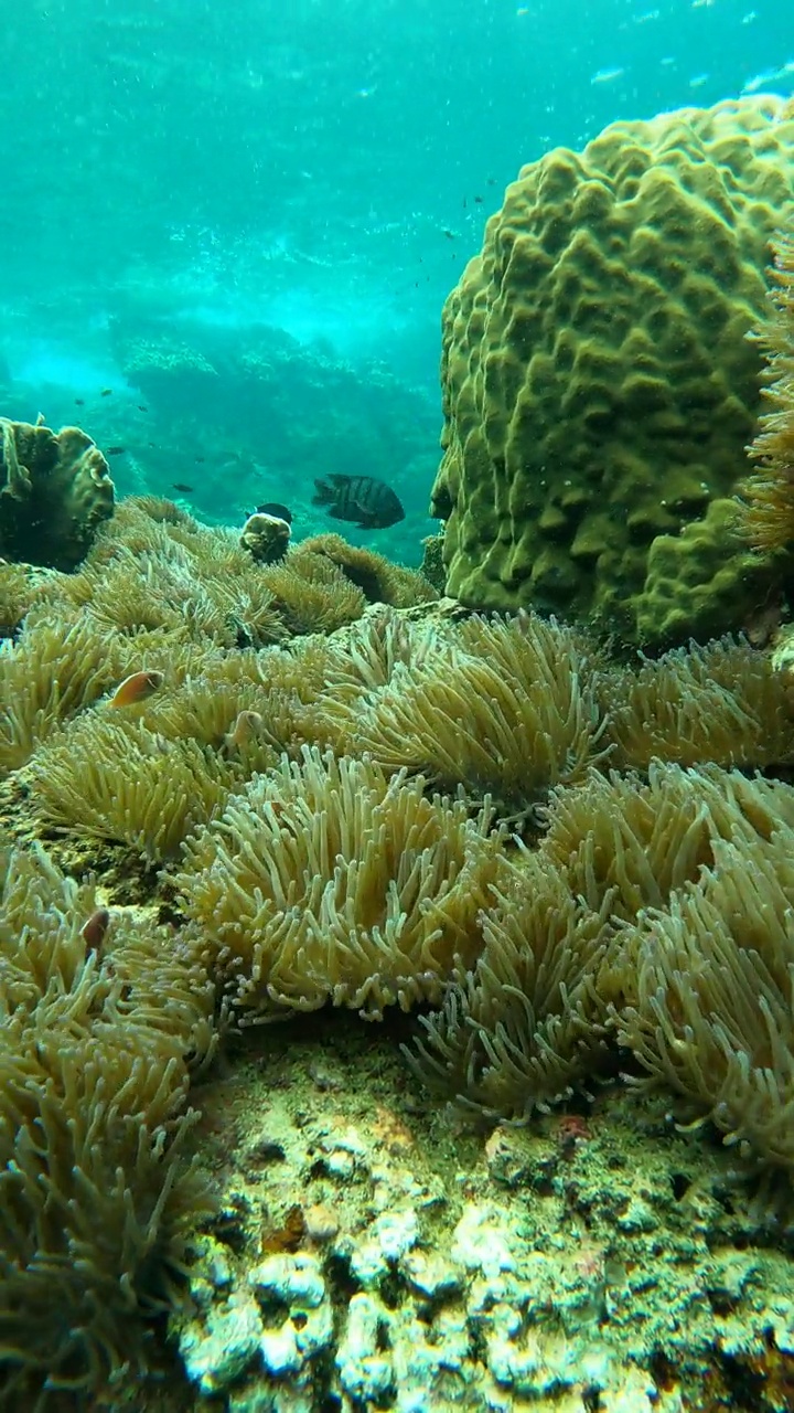 海葵珊瑚花园的水下海景视频素材