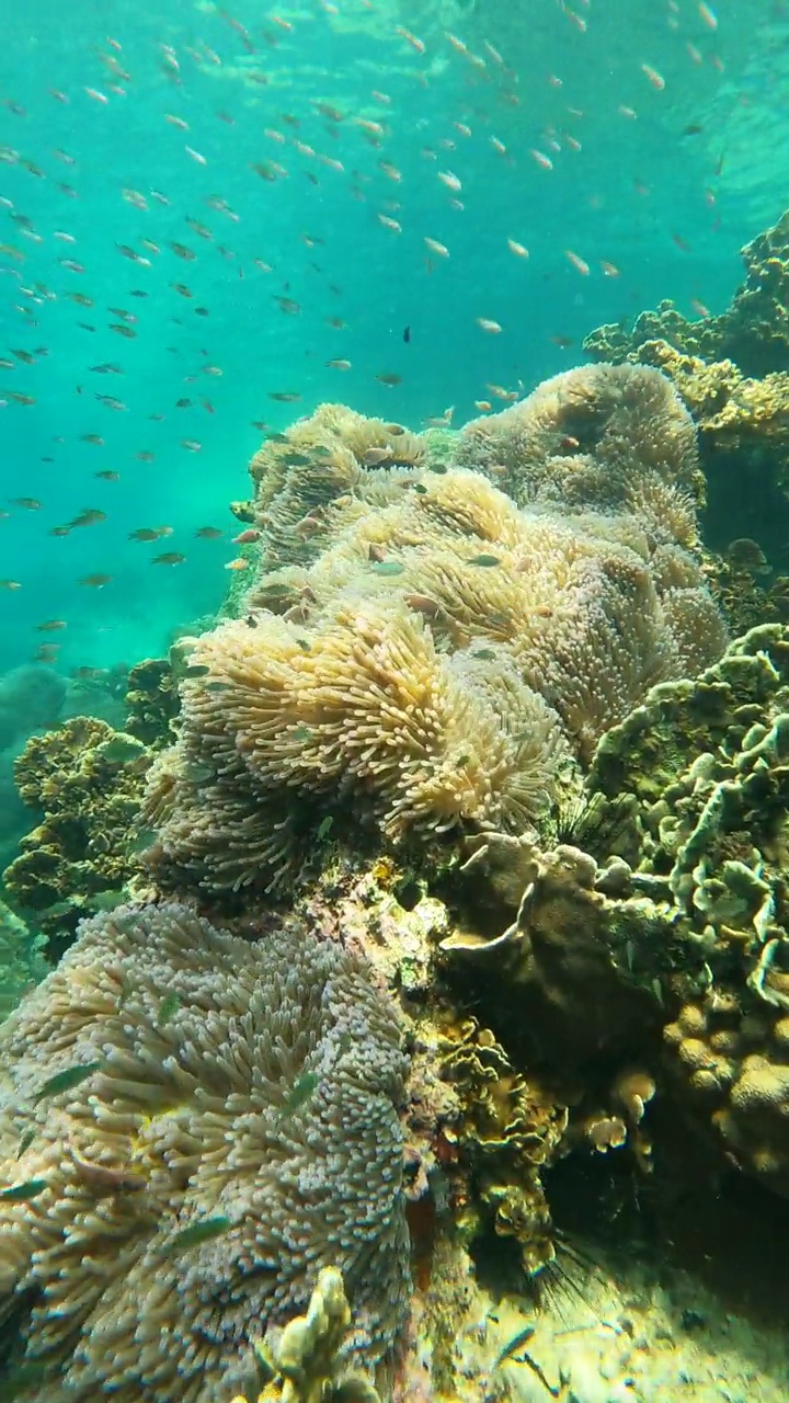 海葵珊瑚花园的水下海景视频素材