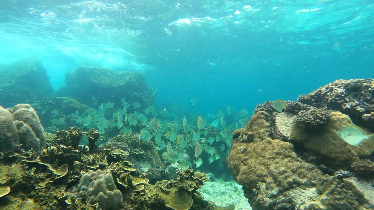 在浅水海游泳的一群热带鱼视频素材