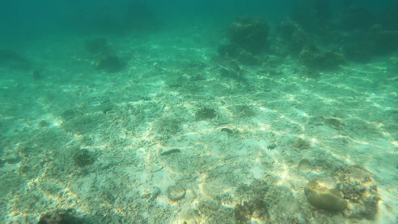 黑鳍礁鲨在热带浅水海游泳视频素材