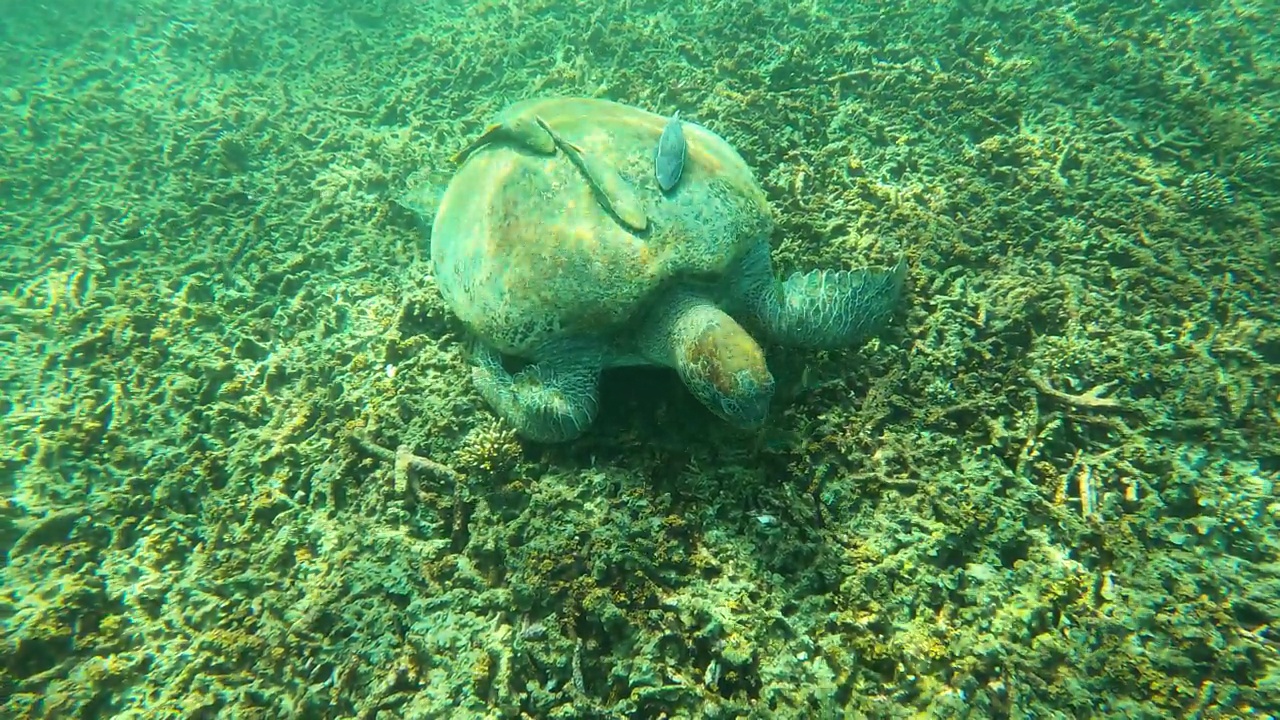 绿海龟在浅水海觅食视频素材