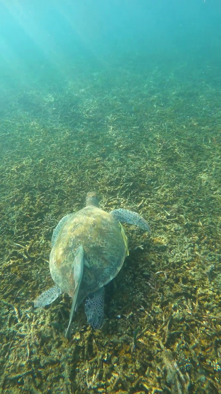 绿海龟在浅水海觅食视频素材