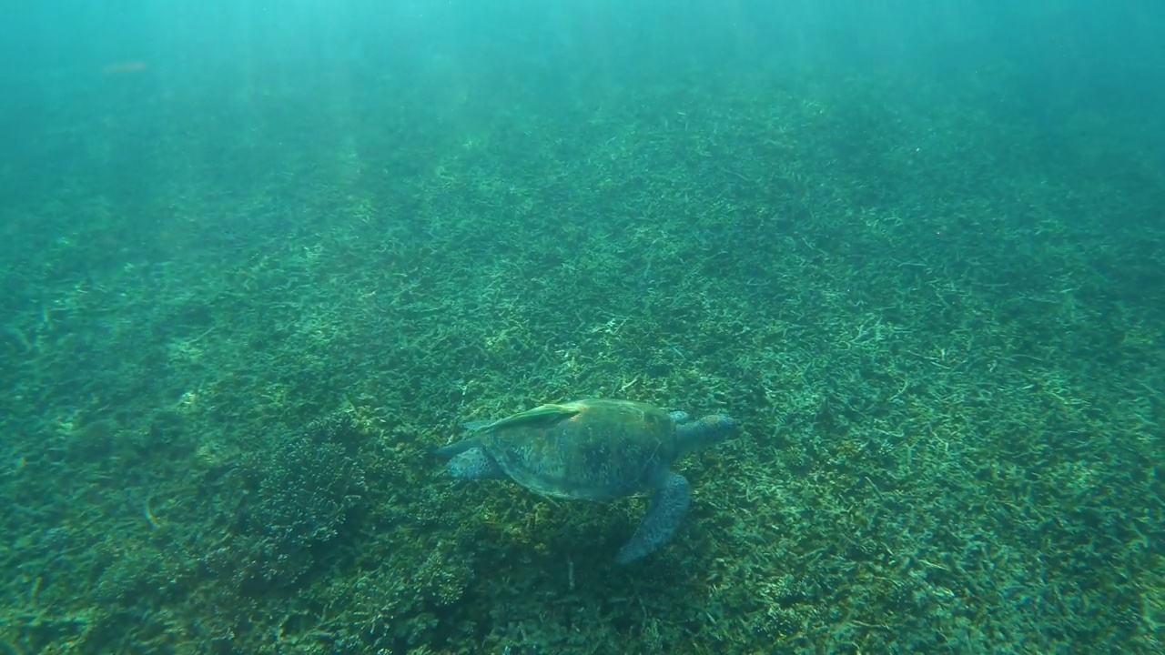 绿海龟在浅水区觅食和游泳视频素材