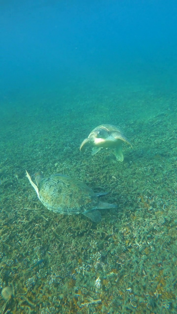 绿海龟在浅水海视频素材