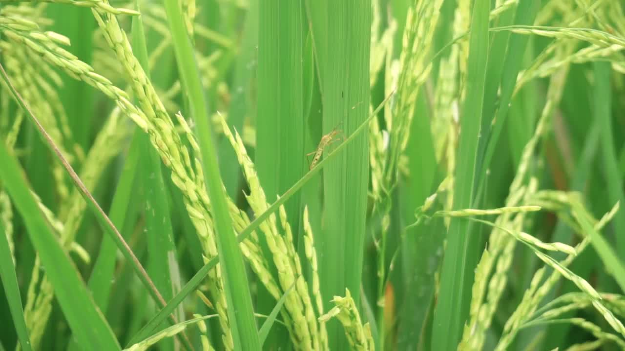 栖息在水稻植株叶片上的害虫视频素材