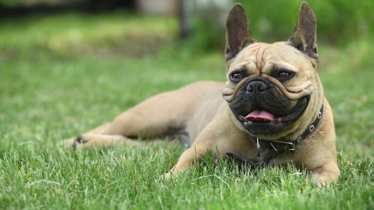 法国斗牛犬躺在绿色的草地上，喘着粗气。夏季视频下载