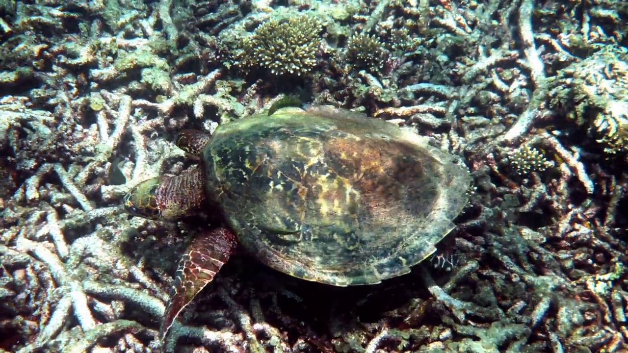 玳瑁海龟在蔚蓝的海水中慢慢游过阳光，试图在珊瑚礁上寻找食物。潜水对野生动物。水下海洋生物野生热带海龟视频素材