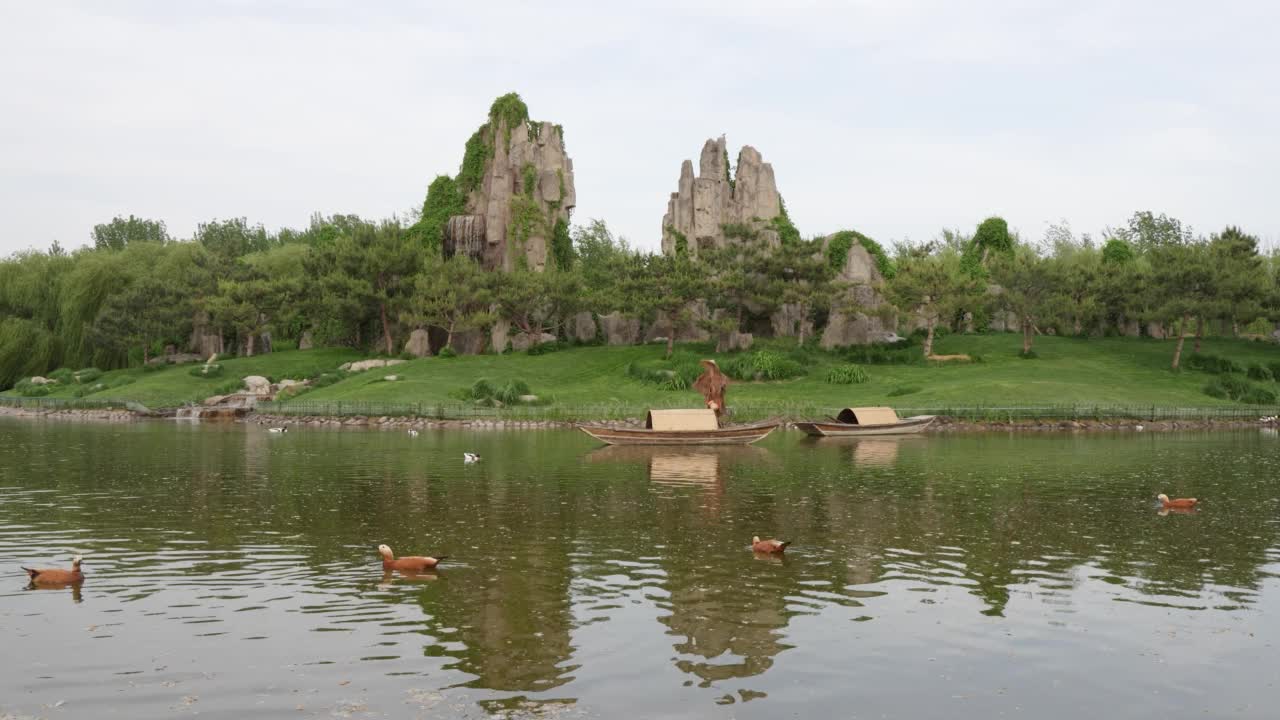 天鹅和鸭子在水里游泳的风景视频素材