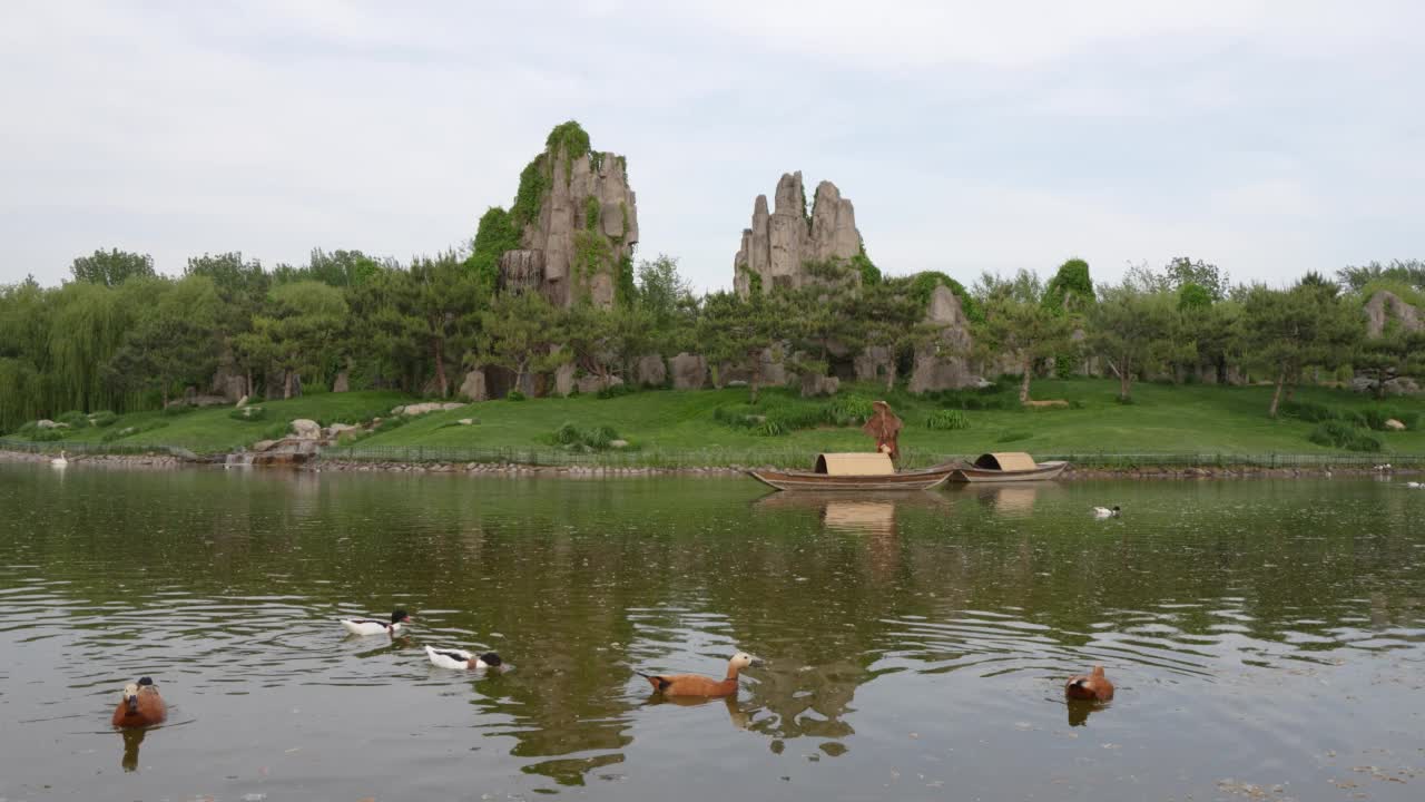 天鹅和鸭子在水里游泳的风景视频素材