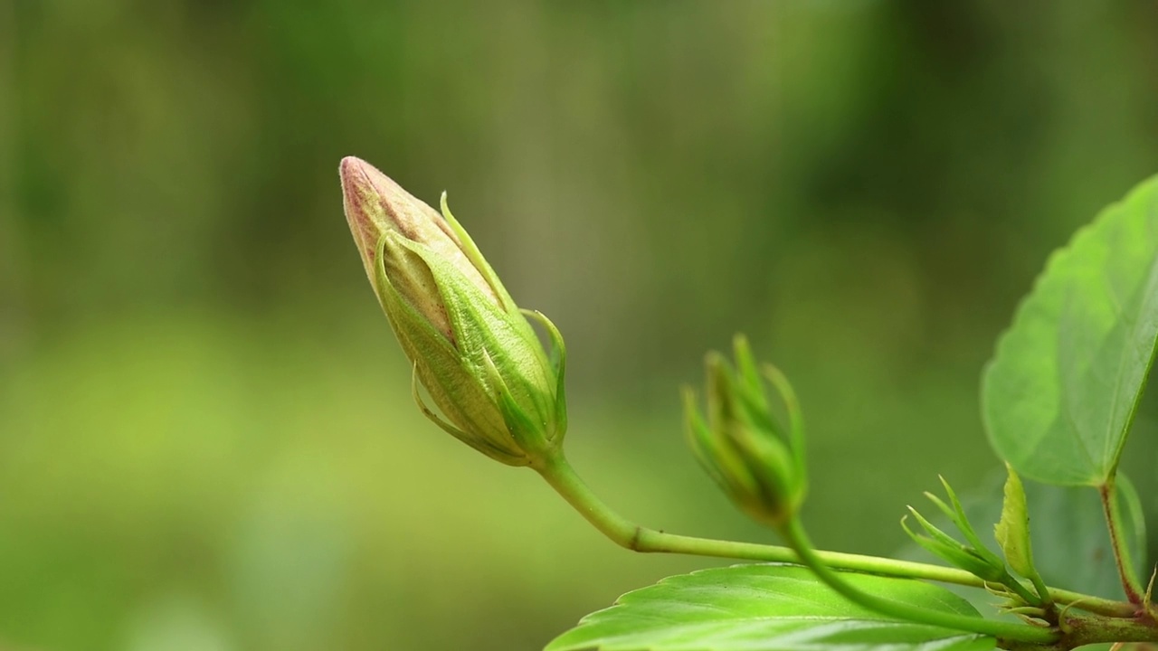 红色芙蓉花蕾视频素材画面1
