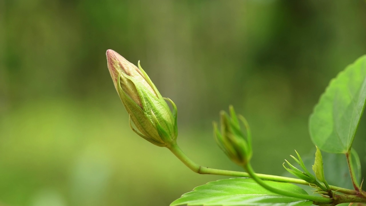 红色芙蓉花蕾视频素材画面2