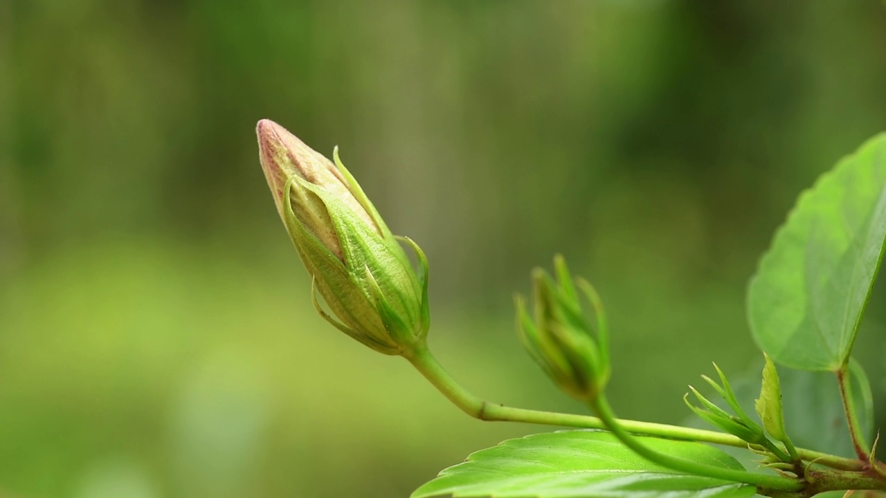 红色芙蓉花蕾视频素材画面3